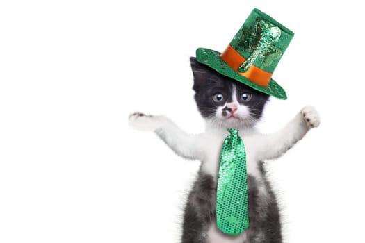 Hilarious Kitten Celebrating the American Holiday Saint Patricks Day