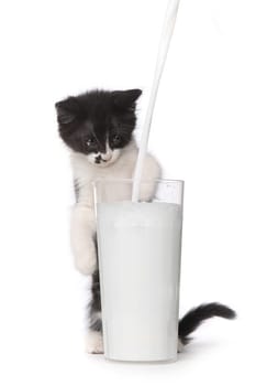 Adorable Kitten Watching Milk Pour Into a Glass