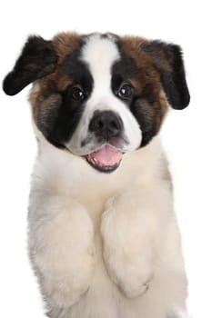 Adorable Saint Bernard Puppy With Sweet Expression