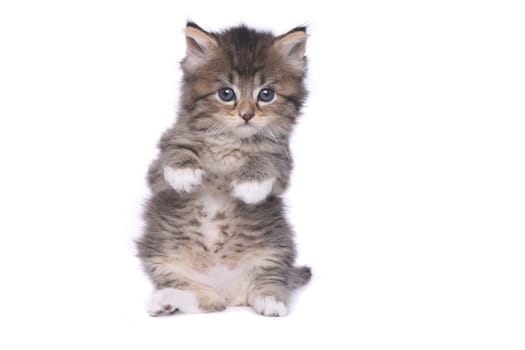 Adorable Tiny 4 Week Old Kitten on White Background