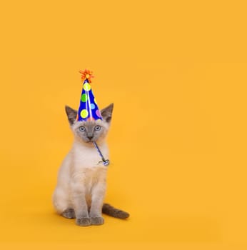 Siamese Party Cat Wearing Birthday Hat
