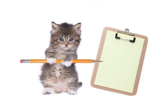 Sweet Kitten Holding Pencil With Blank Clipboard