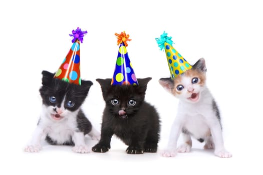 Singing Kittens on a White Background With Birthday Hats