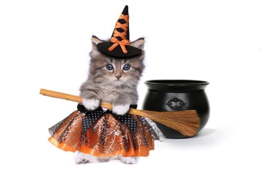 Funny Halloween Witch Themed Kitten