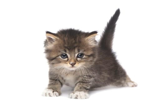 Adorable Tiny 4 Week Old Kitten on White Background