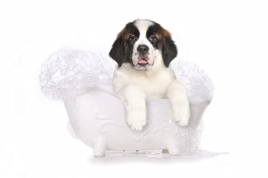 Adorable Saint Bernard Puppy With Sweet Expression