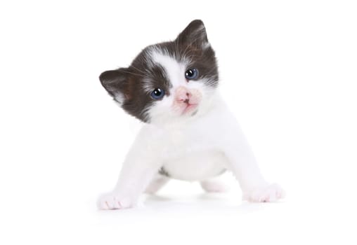 Cute Little Kitten Portrait in Studio on White Background