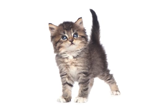 Sweet Tiny Kitten on a White Background