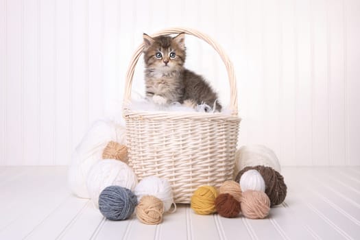 Little Cute Kitten in a Basket With Yarn on White