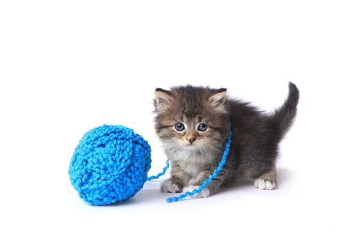 Adorable Kitten With Ball of Yarn in Studio