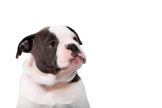 old olde english bulldog puppy looks to the right