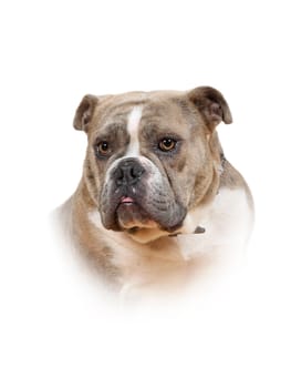 old olde english bulldog head portrait free-