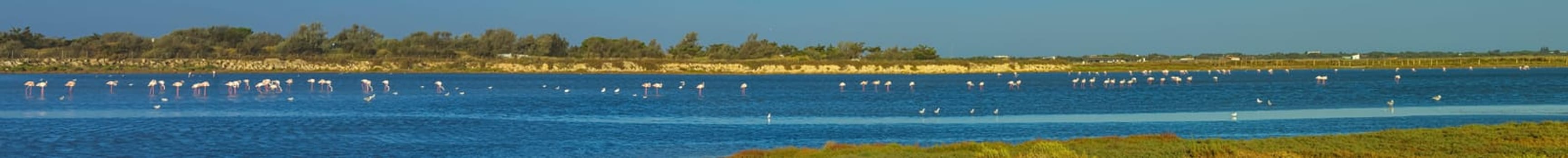 Greater flamingos, phoenicopterus roseus, landscape scenic in Camargue, France