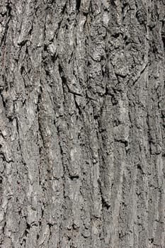 Oak bark background at sun light. Bark texture.