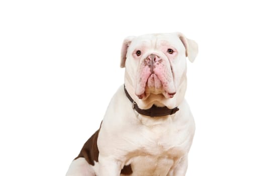 old olde english bulldogs sits and looks at you with a faithful dog's eye