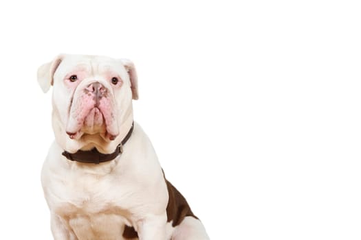 old olde english bulldogs sits and looks at you with a faithful dog's eye