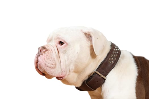 old olde english bulldog dog portrait