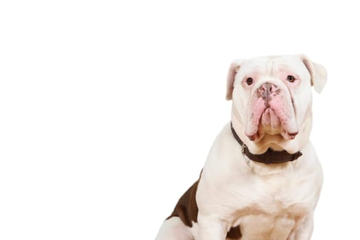 old olde english bulldogs sits and looks at you with a faithful dog's eye