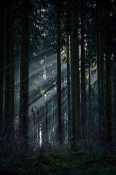 Sun rays made visible by the morning fog in the dark forest.