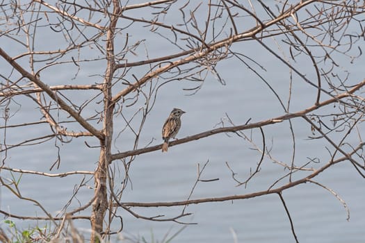 Vesper Sparrow Singing in a Tree in the San Bernard Wildlife Refuge in Texas