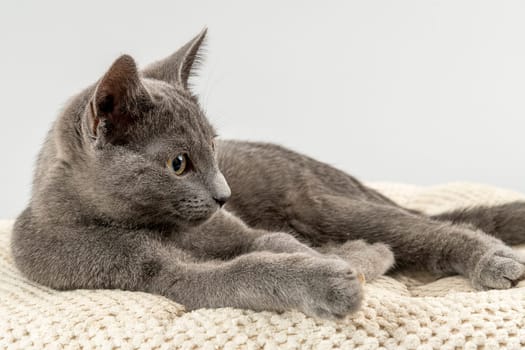 Pedigree cat Russian Blue (Felis silvestris catus),12 weeks,juvenile,animal portrait,light grey background,studio shot