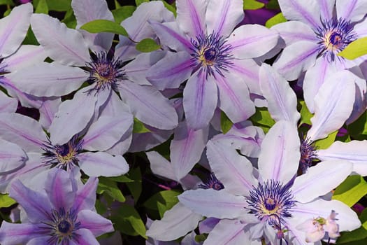 Pink and purple large clematis flowers in spring and summer