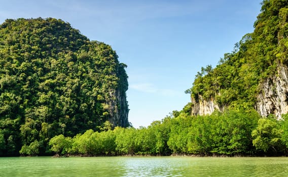 Mangroves in the hidden lagoon on Koh Hong island, Krabi, Thailand
