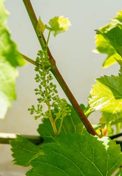 a bunch of small grapes