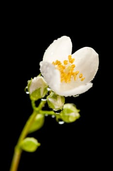 Studio close-up with an aperture of 16 three moistened buds from a European pipe bush (lat.: philadelphus coronarius) with single freshly opened buds and a leaf leaves out of focus on a black background.