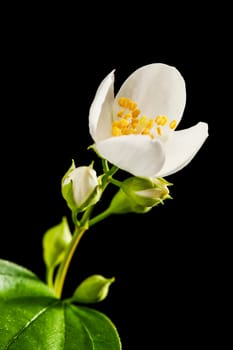 Studio close-up with an aperture of 16 three moistened buds from a European pipe bush (lat.: philadelphus coronarius) with single freshly opened buds and a leaf leaves out of focus on a black background.