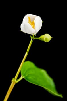 Studio close-up with an aperture of 16 three moistened buds from a European pipe bush (lat.: philadelphus coronarius) with single freshly opened buds and a leaf leaves out of focus on a black background.