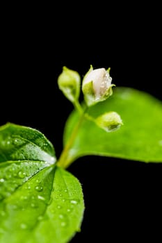 Studio close-up with an aperture of 16 three moistened buds from a European pipe bush (lat.: philadelphus coronarius) with single freshly opened buds and a leaf leaves out of focus on a black background.