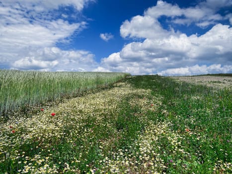 Grain field in summer, meadow with poppy and daysy flowers