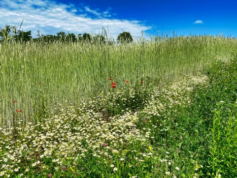 Grain field in summer, meadow with poppy and daysy flowers