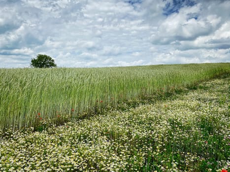 Grain field in summer, meadow with poppy and daysy flowers