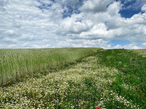 Grain field in summer, meadow with poppy and daysy flowers