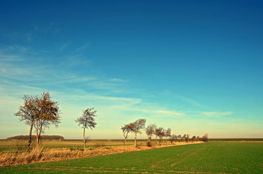 Landscape