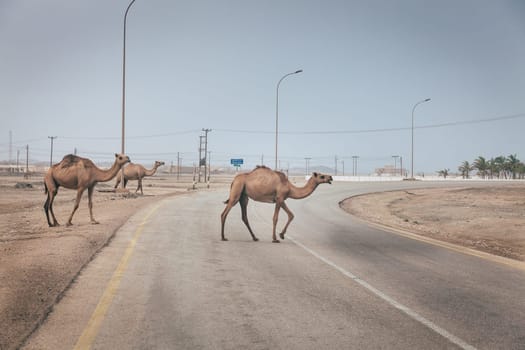 Herd of wild camels is crossing the road near Salalah, Oman