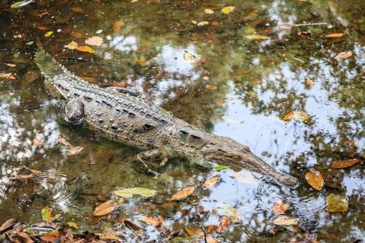 Close-up image of a large crocodile in a shallow lagoon in Manuel Antonio National Park in Costa Rica
