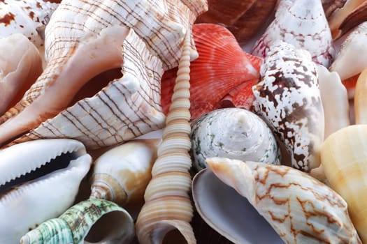 A pile of sea shells different colors and shapes.