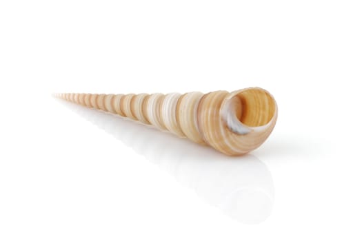 A Terebridae auger shell on white with reflection