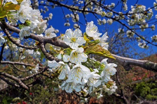 Cherry blossoms in full bloom