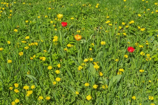 Tulips and Dandelions on grass field