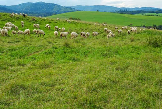 Flock of sheep grazing on field