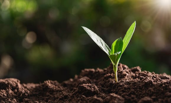 Seedling and plant growing in soil and copy space for insert text