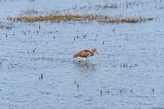 Immature American White Ibis Feeding in a Wetland Pond in the San Bernard Wildlife Refuge in Texas