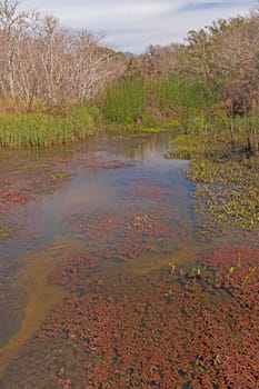 Diverse Habitat in the Cocklebur Slough in the San Bernard Wildlife Refuge in Texas