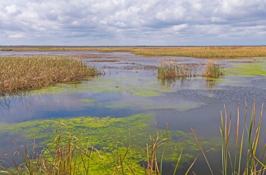Calm Day on the Wolfweed Wetland Marsh in the San Bernard Wildlife Refuge in Texas