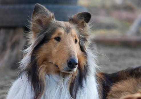 A closeup shot of a rough collie sitting on the ground outdoors during daylight