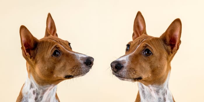 Basenji or Congo Terrier (Canis lupus familiaris),female,4 years,red and white,animal portrait,looking at each other,studio shot,bright background